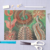 Worms, Annelids Chaetopoda von Ernst Haeckel Seidenpapier (Handwerk)