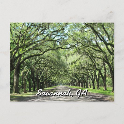 Wormsloe Plantation Savannah Postcard Postkarte (Vorderseite)
