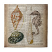 Wörterbuchausdruck Französisch botanische Strandse Fliese (Vorderseite)