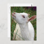 Wow! Dieses Gras ist größer als ich Postkarte (Vorne/Hinten)