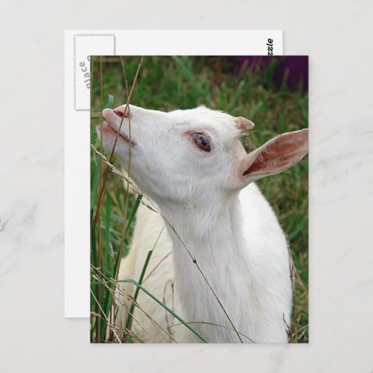 Wow! Dieses Gras ist größer als ich Postkarte (Vorne/Hinten)