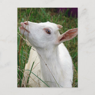 Wow! Dieses Gras ist größer als ich Postkarte