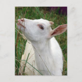 Wow! Dieses Gras ist größer als ich Postkarte (Vorderseite)