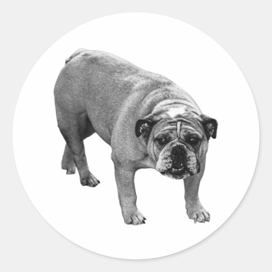 Wrap Siegel Bulldog Runder Aufkleber (Vorderseite)