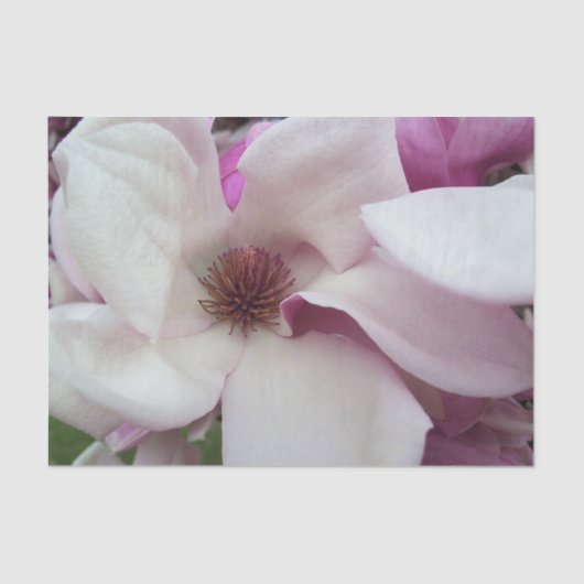 Wrapping Tissue - Saucer Magnolia Bloom Seidenpapier (Vorderseite)
