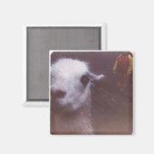 Wrecked 'Um Llama Magnet (Vorderseite/Rückseite)