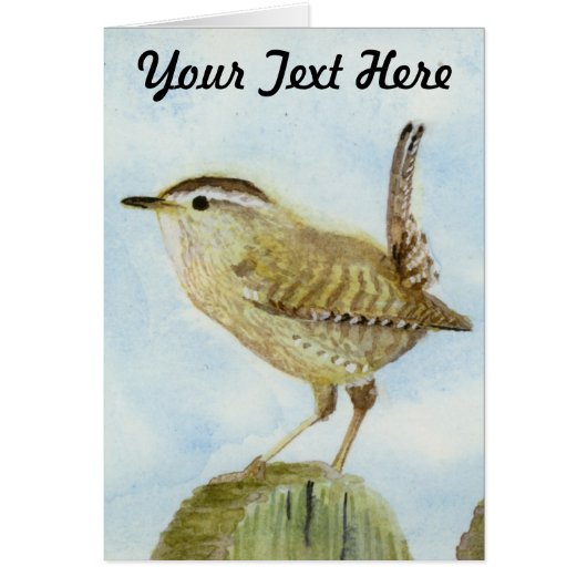 Wren (Vorne)