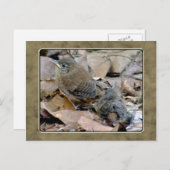 Wren Baby Bird Postcard Postkarte (Vorne/Hinten)