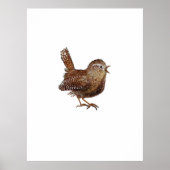 Wren Bird (Troglodytes Troglodytes) Poster (Vorne)
