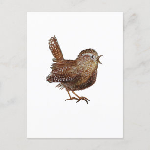Wren Bird (Troglodytes Troglodytes) Postkarte