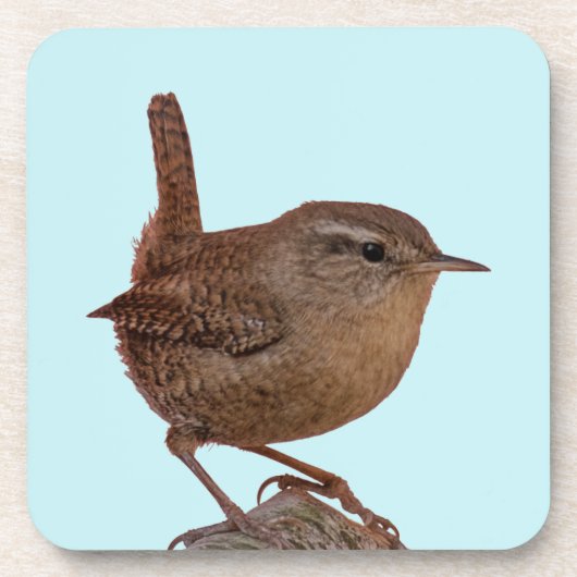Wren Getränkeuntersetzer (Vorderseite)