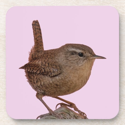 Wren Getränkeuntersetzer (Vorderseite)