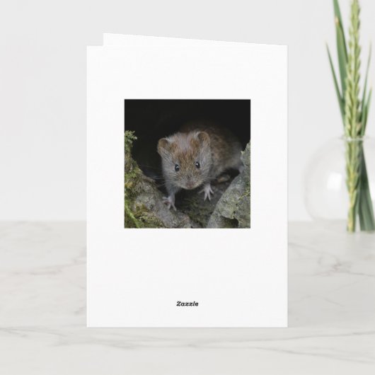 Wren Karte (Rückseite)