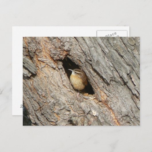 Wren Postcard. Postkarte (Vorne/Hinten)