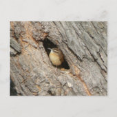 Wren Postcard. Postkarte (Vorderseite)