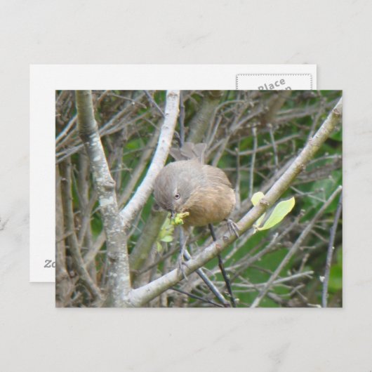 Wrentit Postkarte (Vorne/Hinten)