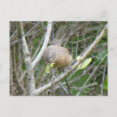Wrentit Postkarte (Vorderseite)