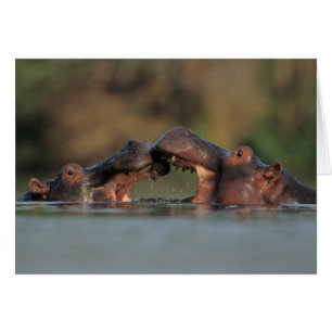 Wrestling Hippos (Hippopotamus Amphibius)