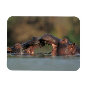 Wrestling Hippos (Hippopotamus Amphibius) Magnet