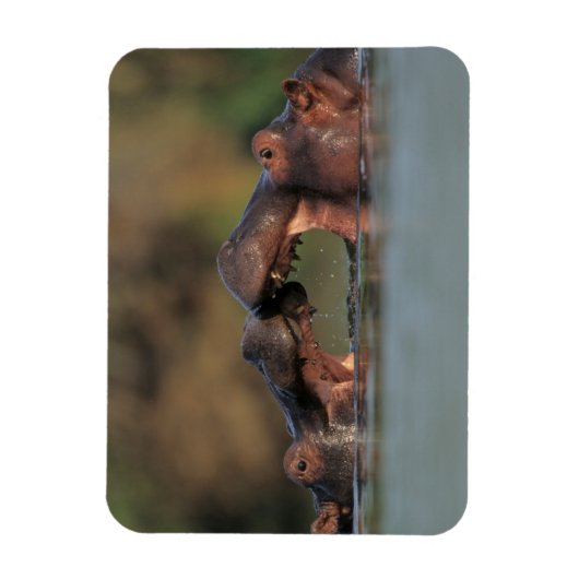 Wrestling Hippos (Hippopotamus Amphibius) Magnet (Vertikal)