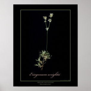 Wrights Buchweizen-botanischer Kunst-Druck Poster