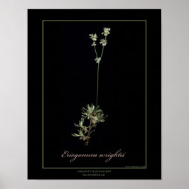 Wright's Buckweizen Botanische Kunst Print Poster