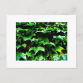 Wrigley Field Ivy Postkarte (Vorderseite)