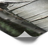 Wrinkled Colorado Aspen Tree Poster (Ecke)