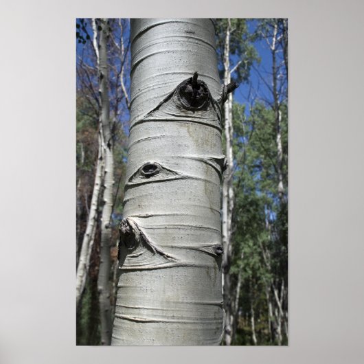 Wrinkled Colorado Aspen Tree Poster (Vorne)
