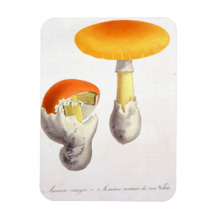 Wulstling Caesaria von "Phytographie Medicale" Magnet