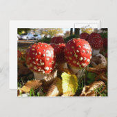 Wulstling muscaria postkarte (Vorne/Hinten)