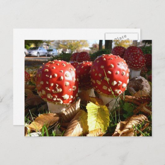 Wulstling muscaria postkarte (Vorne/Hinten)