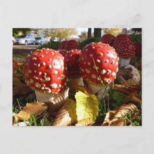 Wulstling muscaria postkarte (Vorderseite)