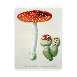 Wulstling Muscaria von "Phytographie Medicale" Magnet
