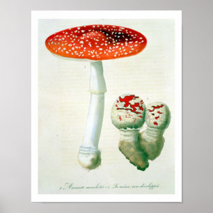 Wulstling Muscaria von "Phytographie Medicale" Poster