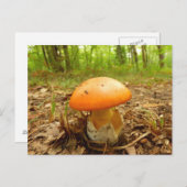Wulstlings-Caesarea-Pilz-Postkarte Postkarte (Vorne/Hinten)