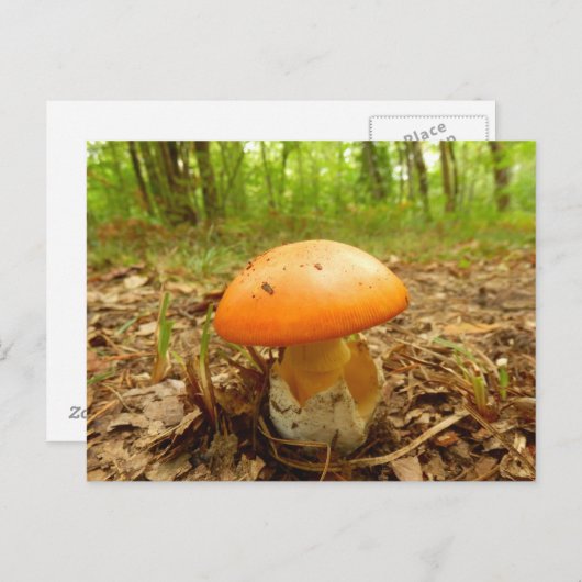 Wulstlings-Caesarea-Pilz-Postkarte Postkarte (Vorne/Hinten)