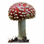 Wulstlings-Pilz Freistehende Fotoskulptur<br><div class="desc">Wulstling Muscaria von der südlichen Oregon-Küste im späten Fall.</div>
