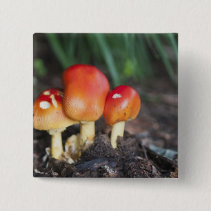 Wulstlingsfamilienpilz Button