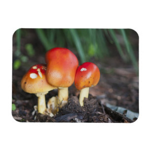 Wulstlingsfamilienpilz Magnet