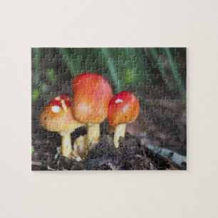 Wulstlingsfamilienpilz Puzzle
