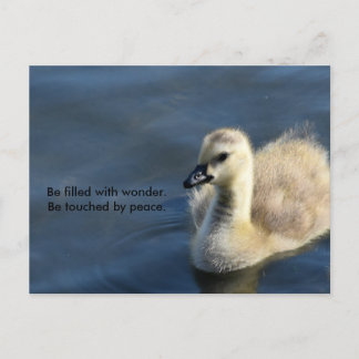 Wunder und Frieden Postkarte