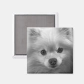 Wunderbar Niedlicher Spitz Welpe Magnet (Vorderseite/Rückseite)