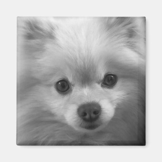 Wunderbar Niedlicher Spitz Welpe Magnet (Vorne)