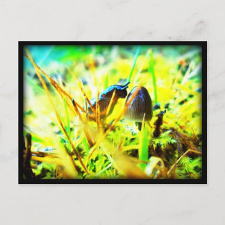 Wunderbar, um Sie zu treffen Slug und Pilz-Foto Postkarte