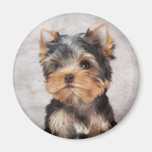 Wunderbar Yorkie Magnet (Vorne)