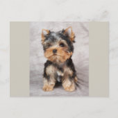 Wunderbar Yorkie Postkarte (Vorderseite)