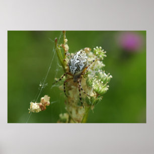 Wunderbare Natur - Kreuzspinne - Nahaufnahme Poster