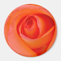 Wunderbare Orange Rose Knospe