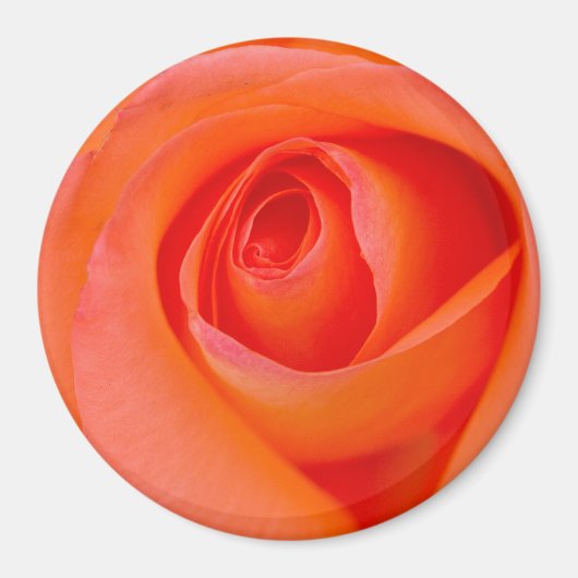 Wunderbare Orange Rose Knospe Magnet (Vorne)